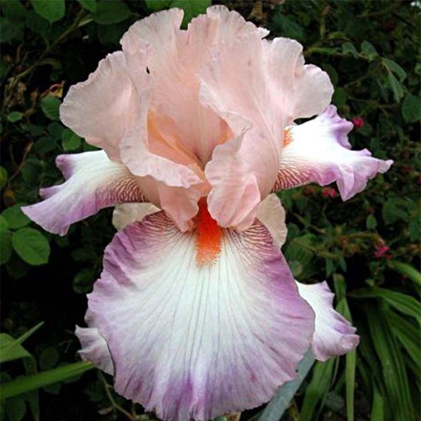 Iris Poésie - Schwertlilie (Flowering)