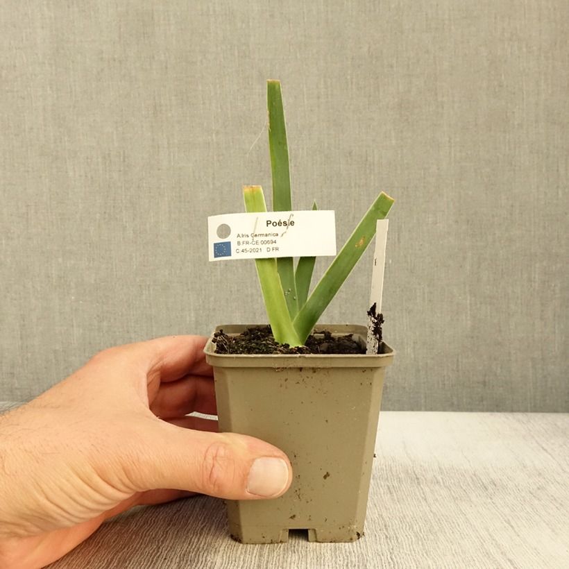 Example of Iris Poésie - Schwertlilie Rhizom, Kaliber 10/15, Extraqualität as you get in automne