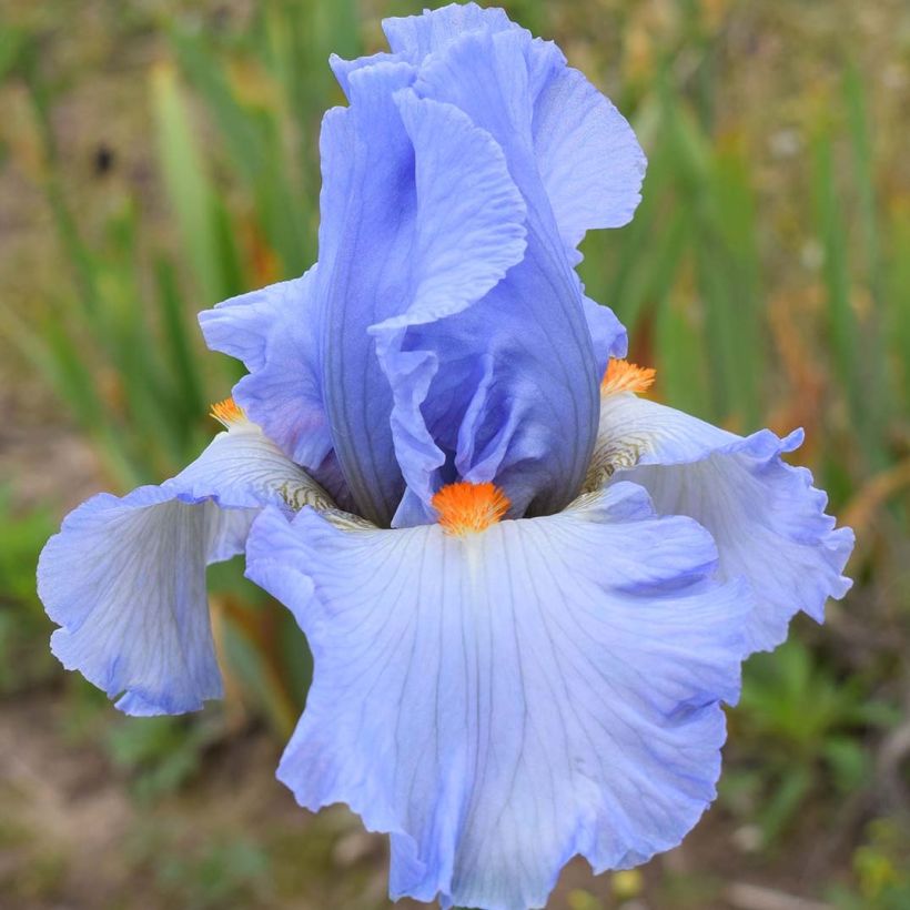 Iris Princesse Caroline de Monaco - Schwertlilie (Flowering)