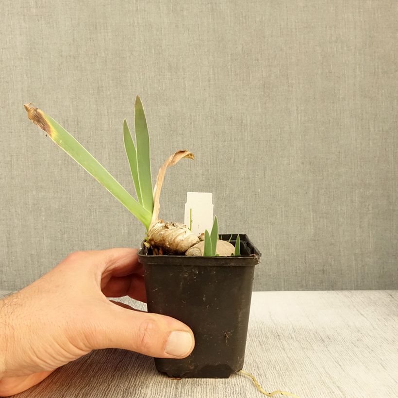 Exemplar von Iris germanica Princesse Caroline de Monaco - Iris des Jardins Godet de 8/9 cm wie im Herbst geliefert