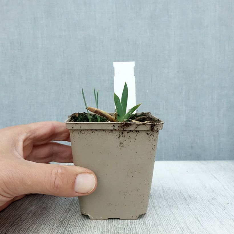 Exemplar von Iris germanica Profond Mystère - Iris des Jardins Godet de 8/9 cm wie im Herbst geliefert