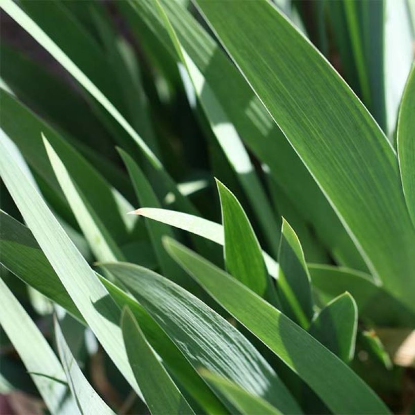 Iris Provençal - Schwertlilie (Foliage)
