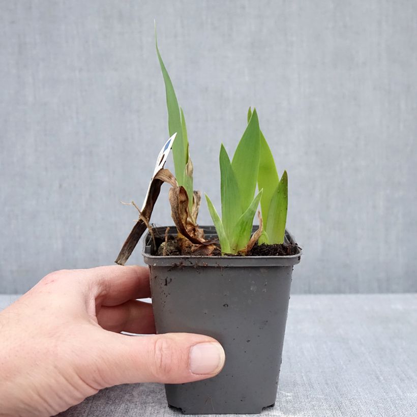 Example of Iris Provençal - Schwertlilie Kleine Töpfe von 8/9 cm as you get in hiver