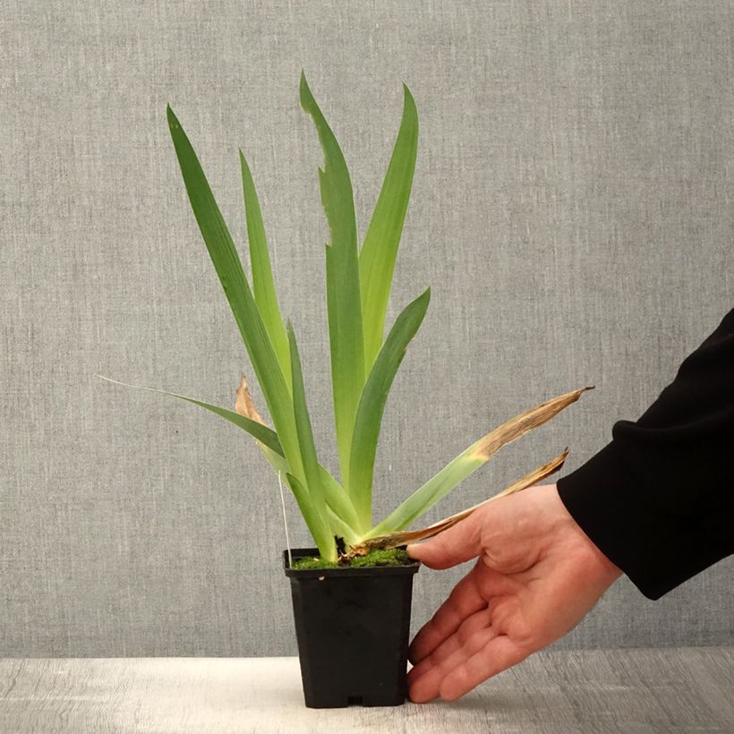 Example of Iris Qualified - Schwertlilie Kleine Töpfe von 8/9 cm as you get in printemps