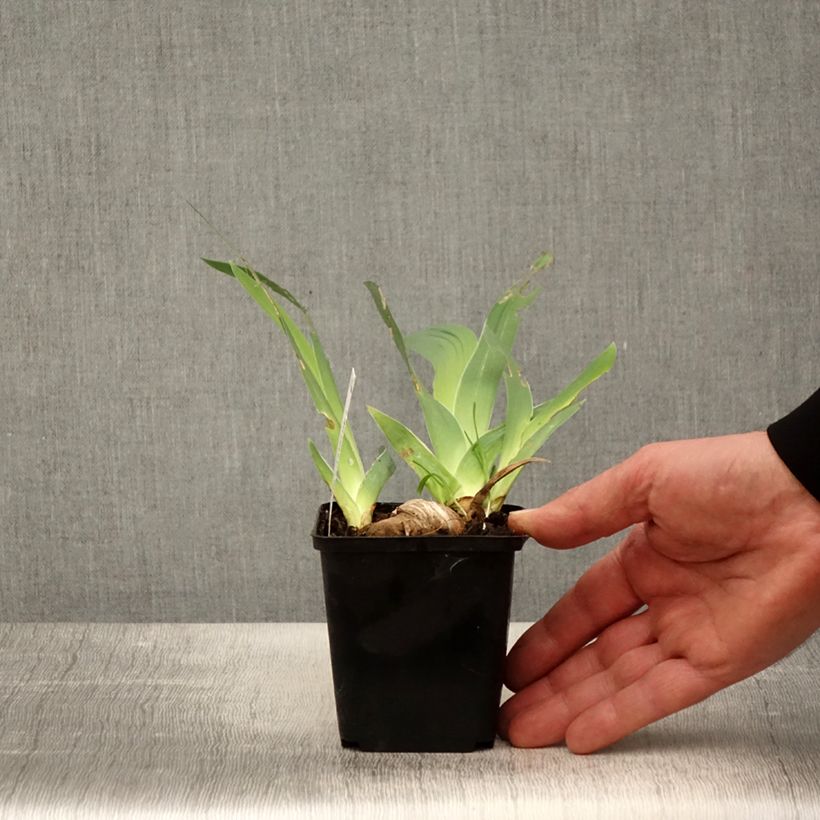 Example of Iris Ré la Blanche - Schwertlilie Kleine Töpfe von 8/9 cm as you get in printemps