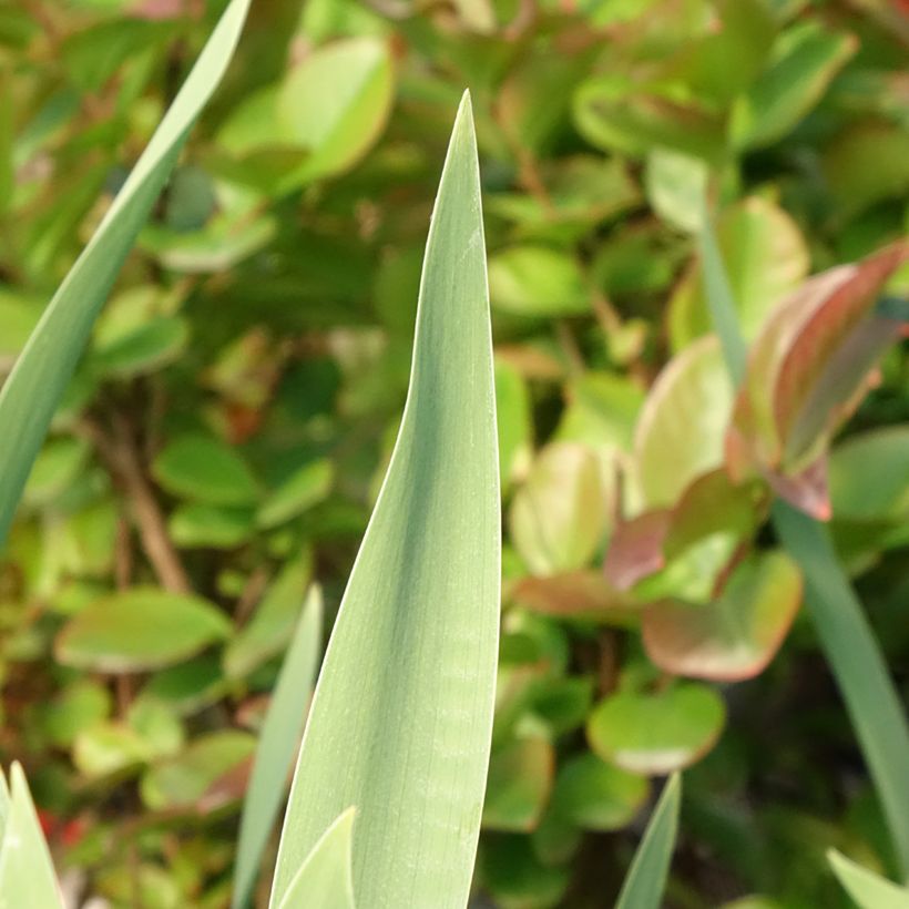 Iris Red Orchid - Schwertlilie (Foliage)