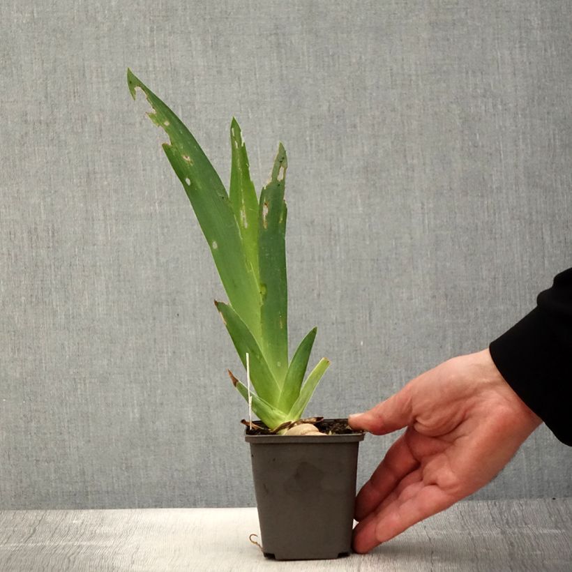 Example of Iris Ring Around Rosie - Schwertlilie Kleine Töpfe von 8/9 cm as you get in printemps