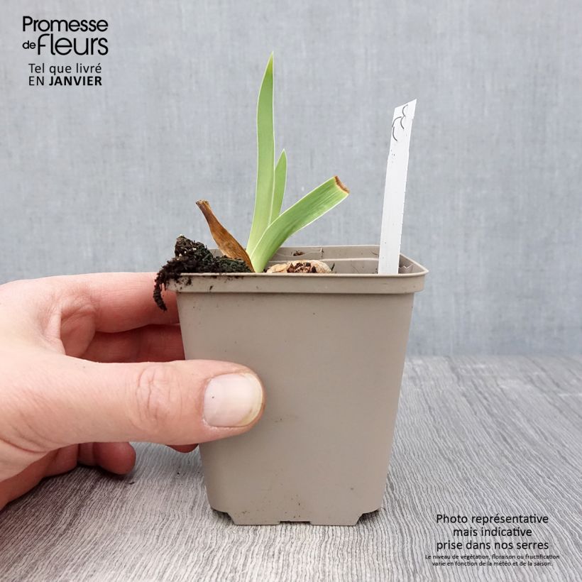 Exemplar von Iris germanica Rio de Oro - Iris des Jardins Godet de 8/9 cm wie im Winter geliefert