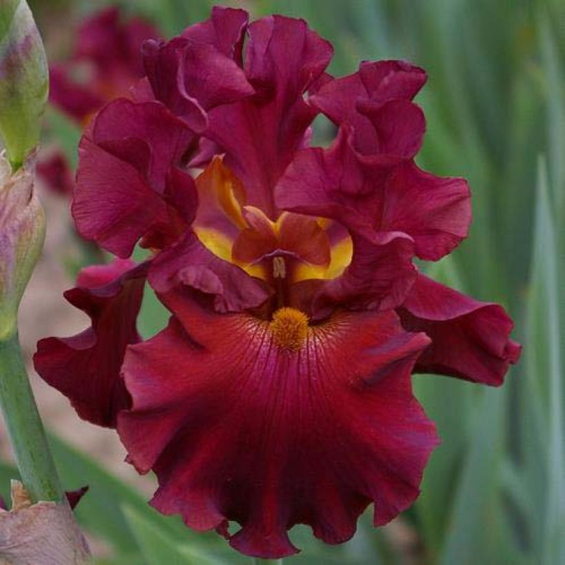 Iris Rip City - Schwertlilie (Flowering)