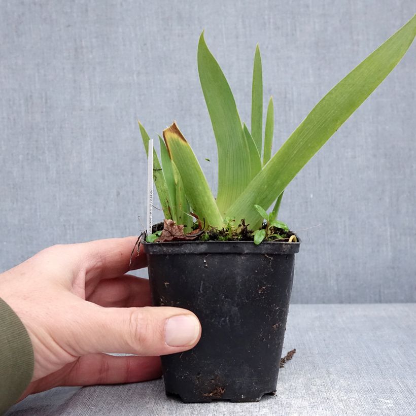 Exemplar von Iris germanica Rose de Perse - Schwertlilie Kleine Töpfe von 8/9 cm wie im Winter geliefert