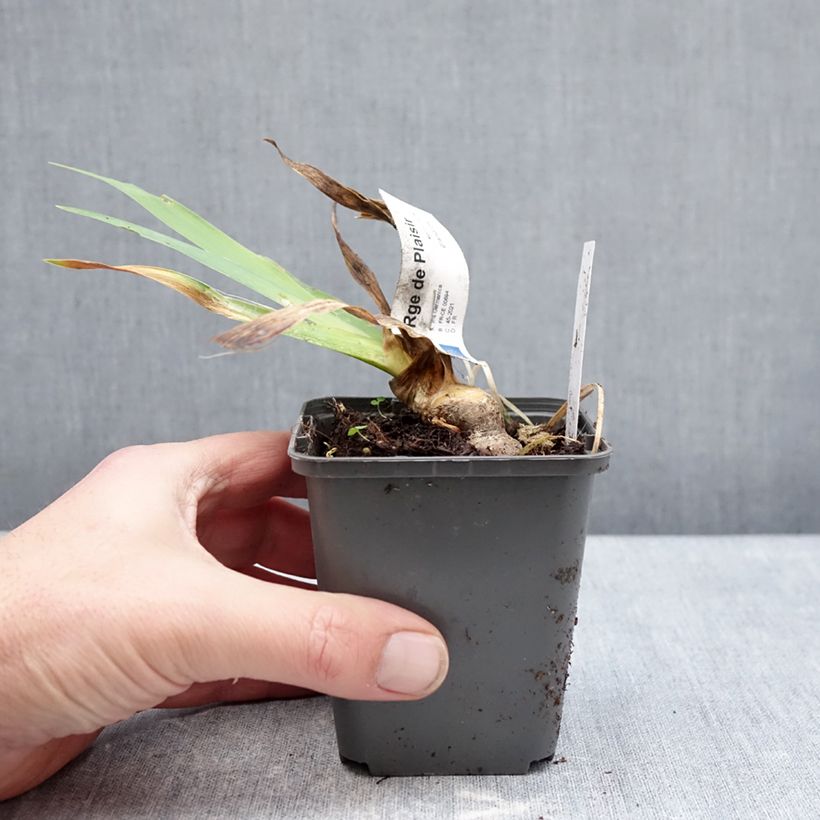 Example of Iris Rouge de Plaisir - Schwertlilie Kleine Töpfe von 8/9 cm as you get in hiver