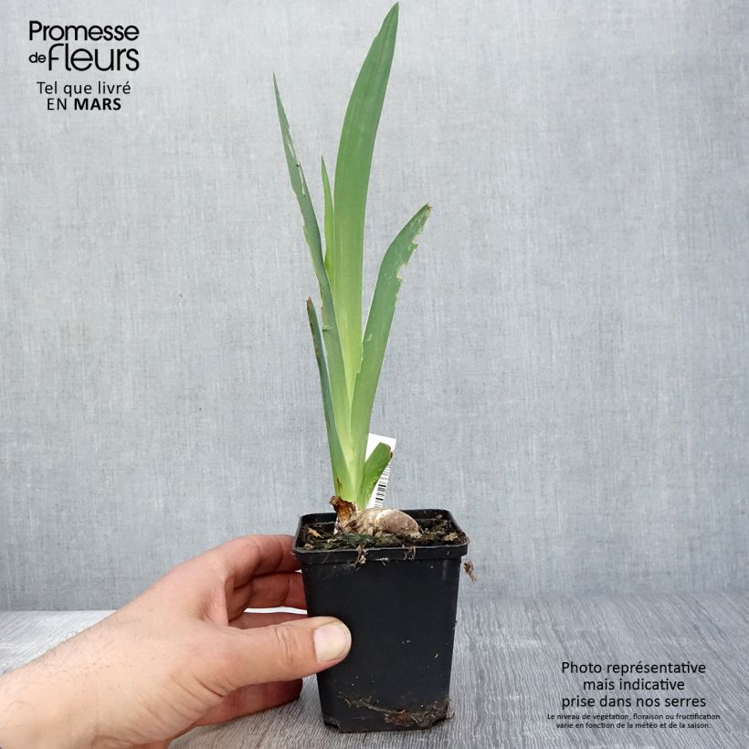 Example of Iris Saturn - Schwertlilie Kleine Töpfe von 8/9 cm as you get in printemps