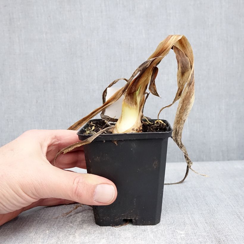 Example of Iris germanica Sharp Dressed Man - Schwertlilie Kleine Töpfe von 8/9 cm as you get in hiver