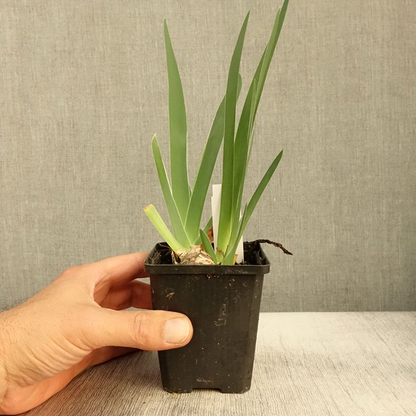 Exemplar von Iris germanica Sharper Image- Iris des Jardins Godet de 8/9 cm wie im Herbst geliefert