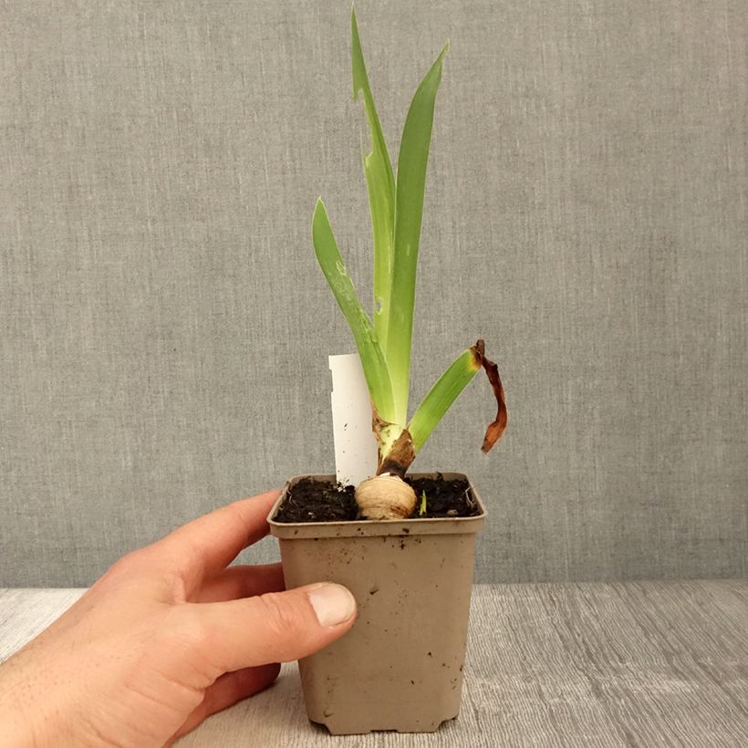 Example of Iris Sharper Image - Schwertlilie Kleine Töpfe von 8/9 cm as you get in printemps