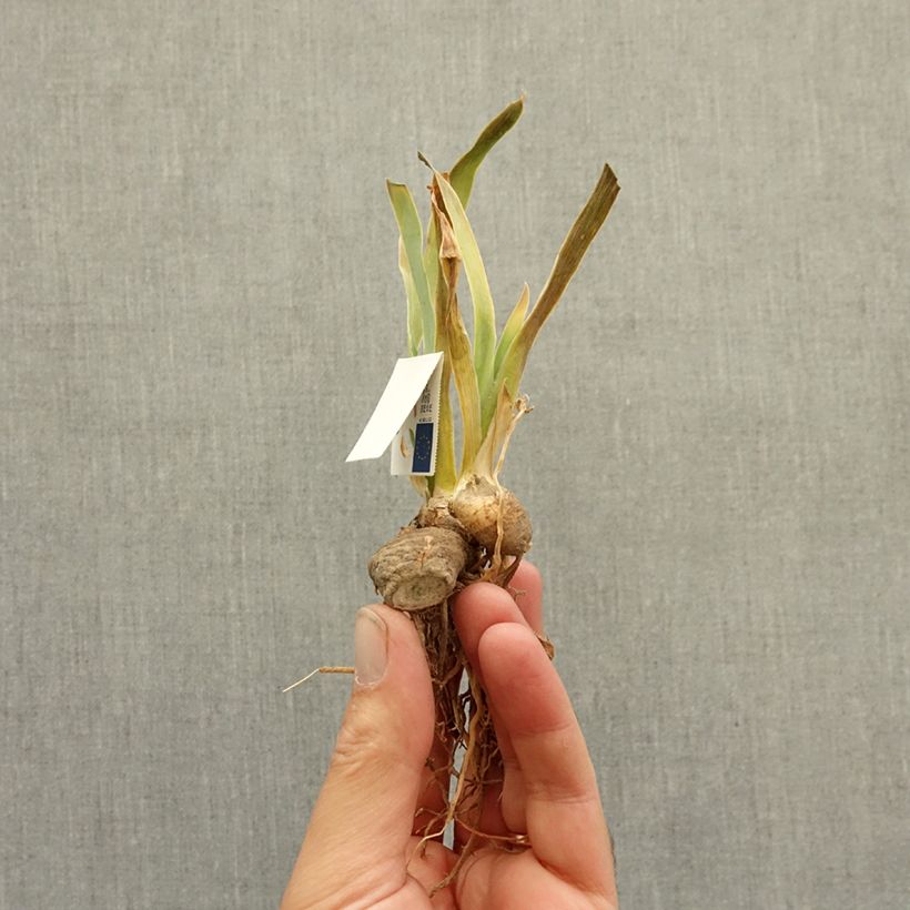 Exemplar von Iris Sinister Desire - Schwertlilie Rhizom wie im Winter geliefert