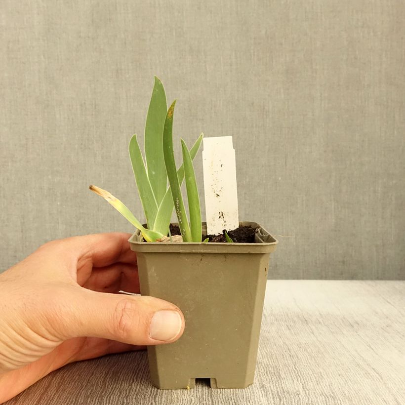 Exemplar von Iris germanica Sorcellerie - Iris des Jardins Godet de 8/9 cm wie im Herbst geliefert