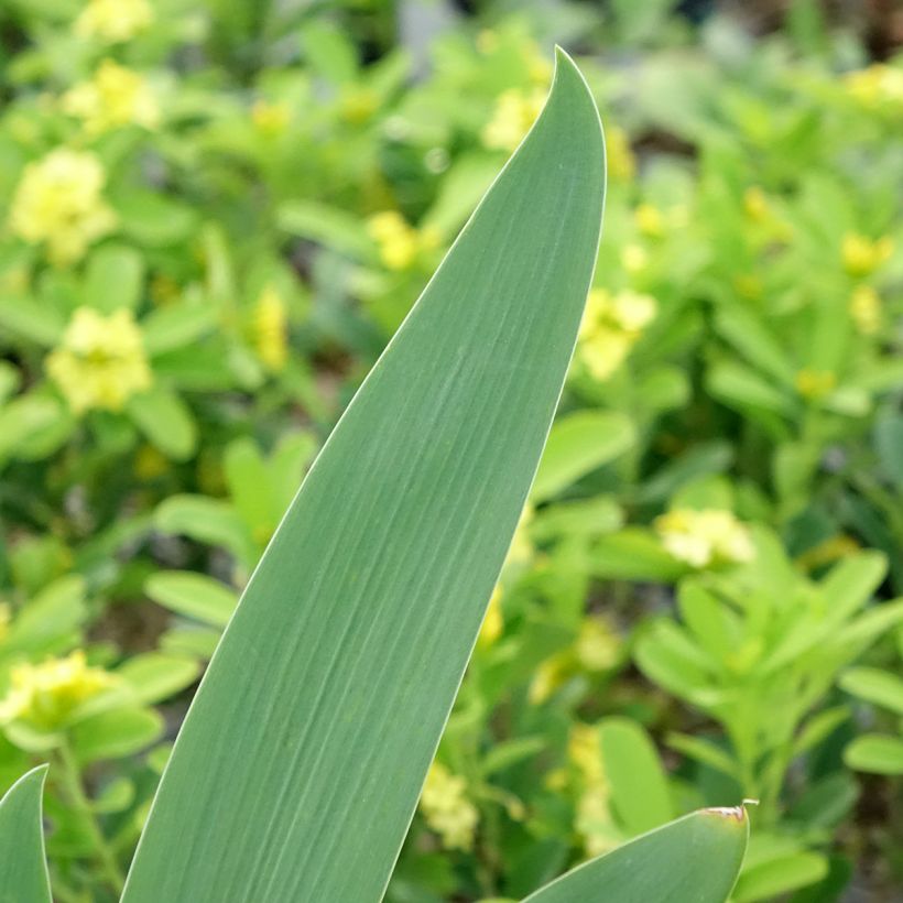 Iris Souffle Chaud - Schwertlilie (Laub)