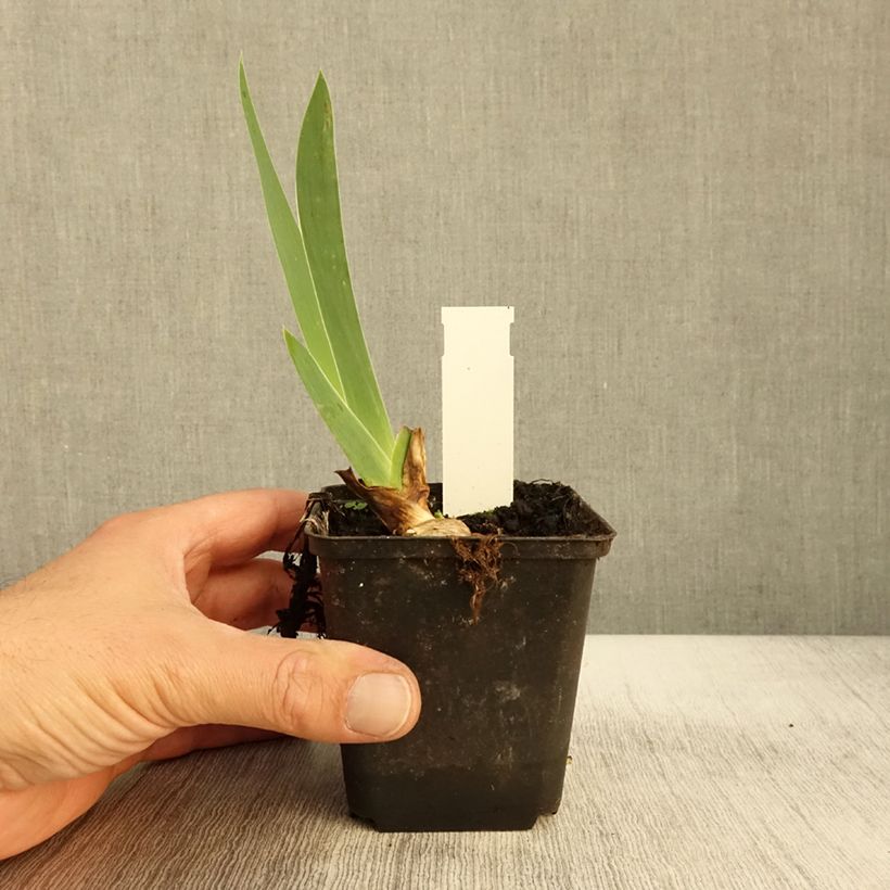 Exemplar von Iris germanica Sovereign Crown - Iris des Jardins Godet de 8/9 cm wie im Herbst geliefert