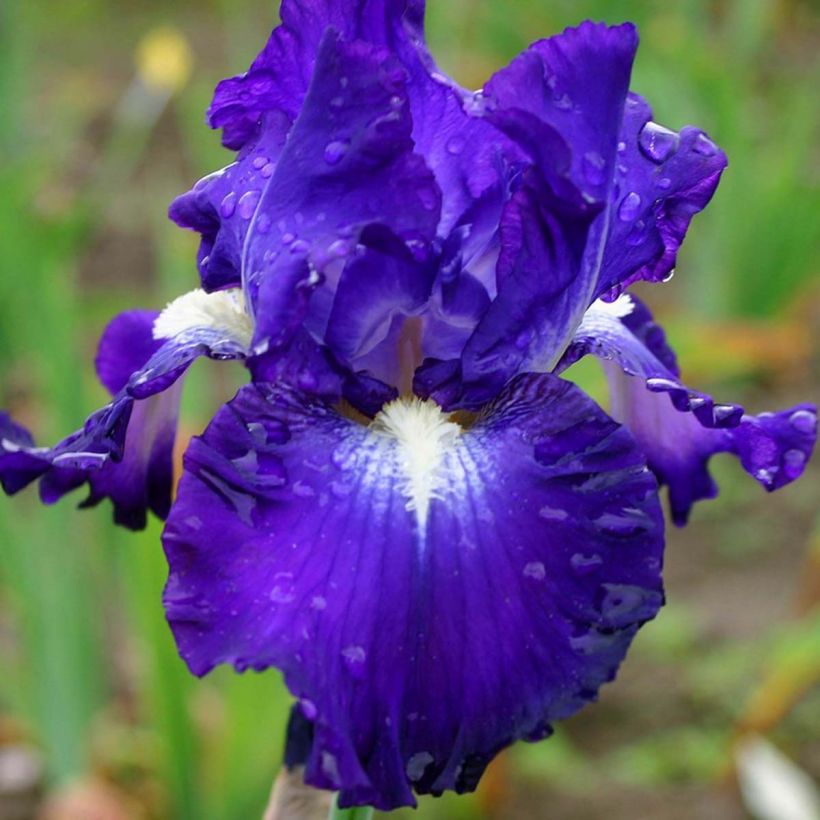 Iris Spot - Schwertlilie (Flowering)