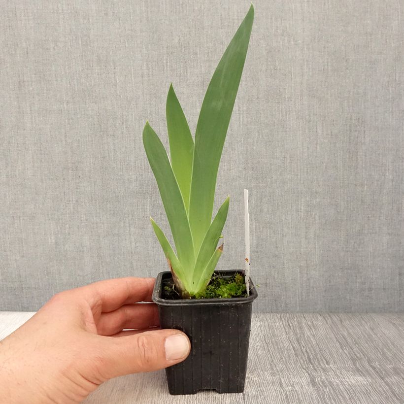 Example of Iris Stepping Out - Schwertlilie Kleine Töpfe von 8/9 cm as you get in printemps