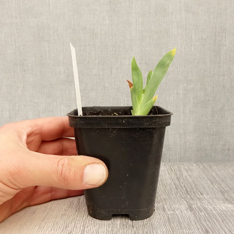 Example of Iris Storm Center - Schwertlilie Kleine Töpfe von 8/9 cm as you get in printemps