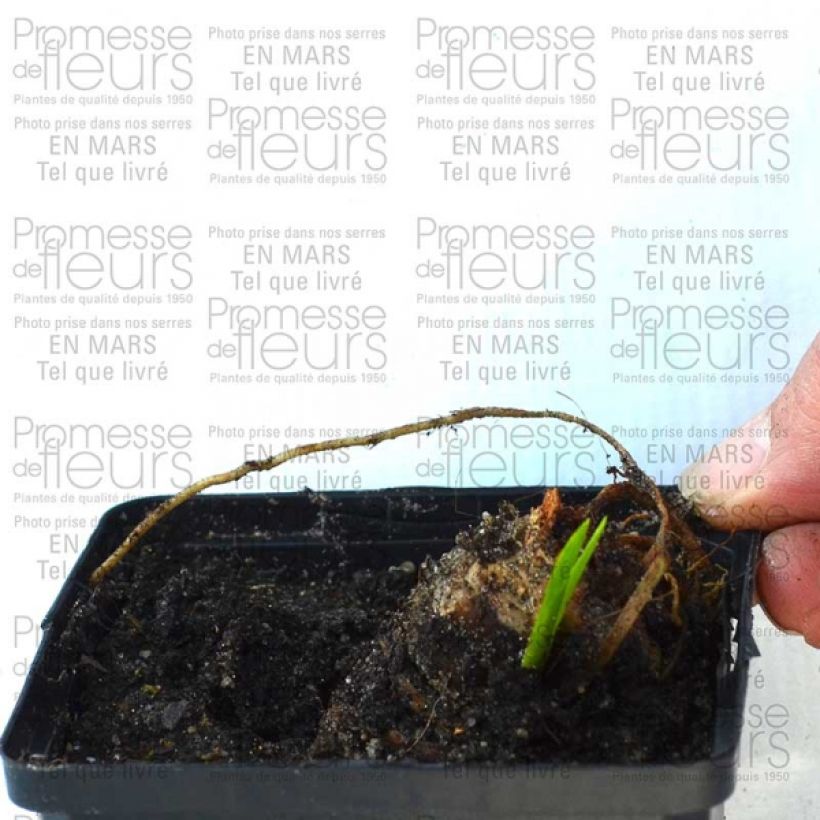 Beispiel eines Exemplars von Iris Striking - Schwertlilie Kleine Töpfe von 8/9 cm wie geliefert