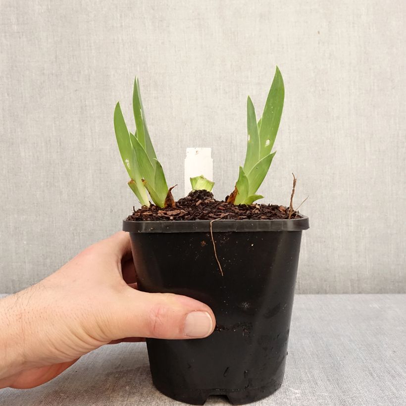 Example of Iris Sunset Sky - Schwertlilie Topf mit 1,5L/2L as you get in hiver