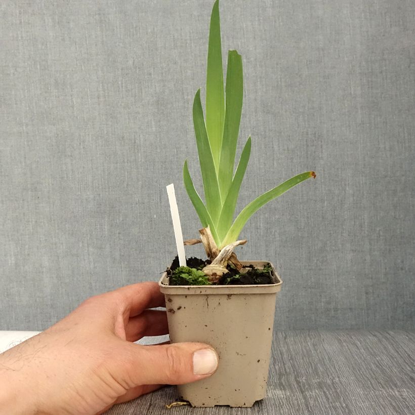 Example of Iris Sunset Sky - Schwertlilie Kleine Töpfe von 8/9 cm as you get in printemps