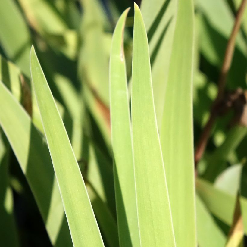 Iris Sur la plage - Schwertlilie (Foliage)
