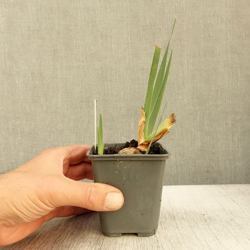 Exemplar von Iris germanica Sur la plage - Iris des Jardins Godet de 8/9 cm wie im Herbst geliefert