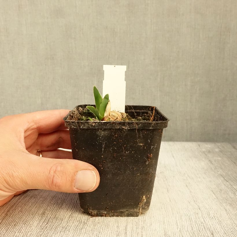 Exemplar von Iris germanica Surface Irisée - Iris des Jardins Godet de 8/9 cm wie im Herbst geliefert