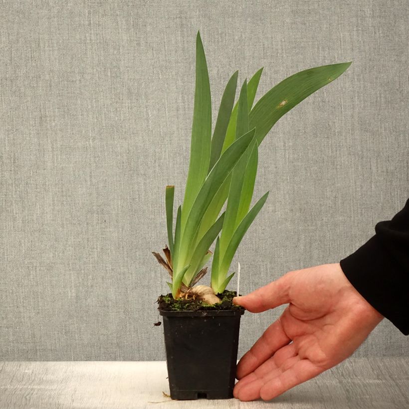 Exemplar von Iris Tabac Blond - Schwertlilie Kleine Töpfe von 8/9 cm wie im Frühjahr geliefert