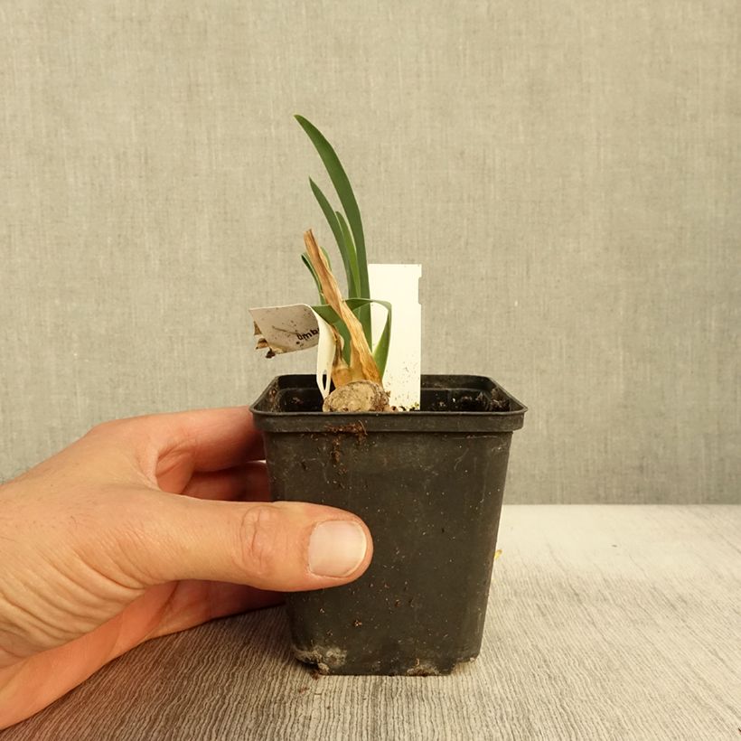 Exemplar von Iris germanica Tel Arlequin - Iris des Jardins Godet de 8/9 cm wie im Herbst geliefert