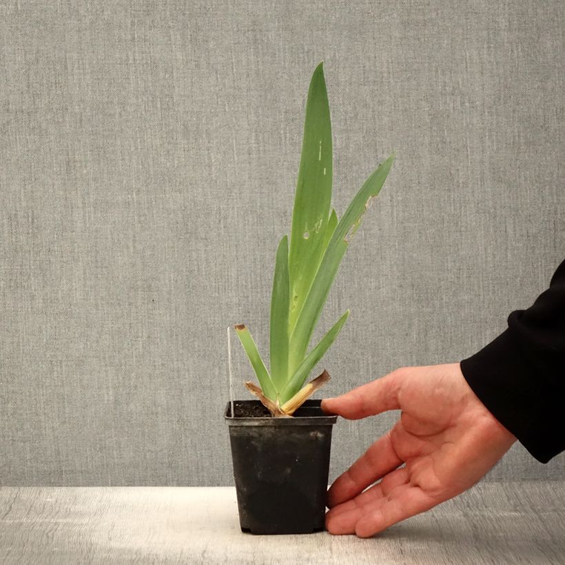 Exemplar von Iris Tel Arlequin - Schwertlilie Kleine Töpfe von 8/9 cm wie im Frühjahr geliefert