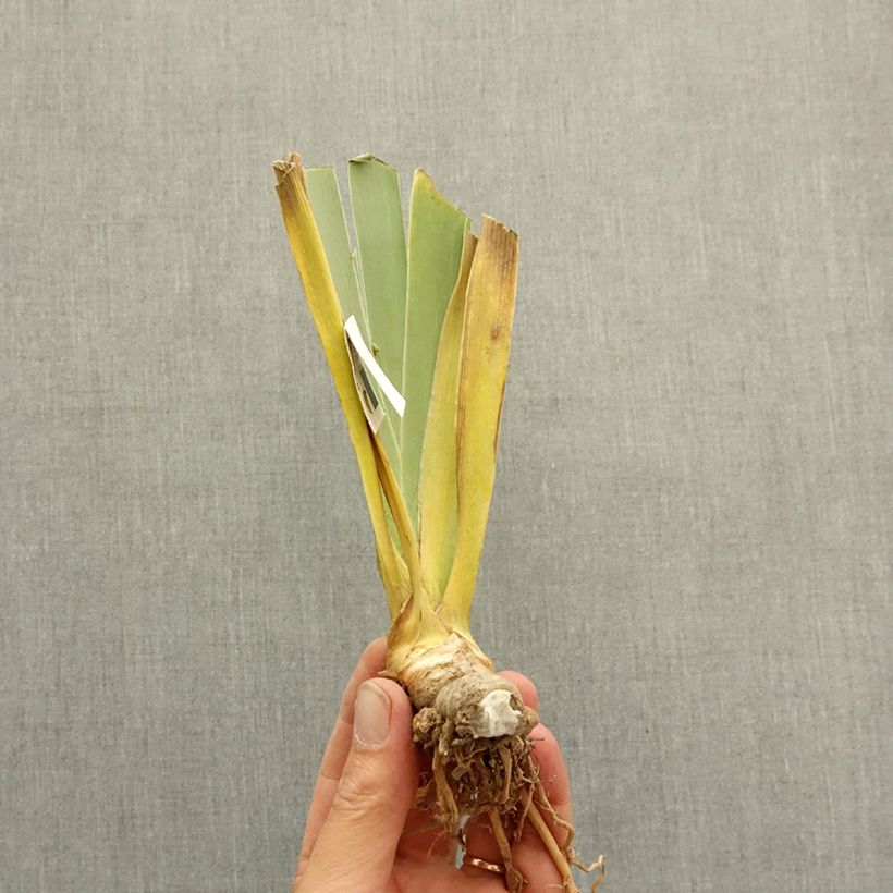 Exemplar von Iris Vanilla Berry - Schwertlilie Rhizom wie im Winter geliefert
