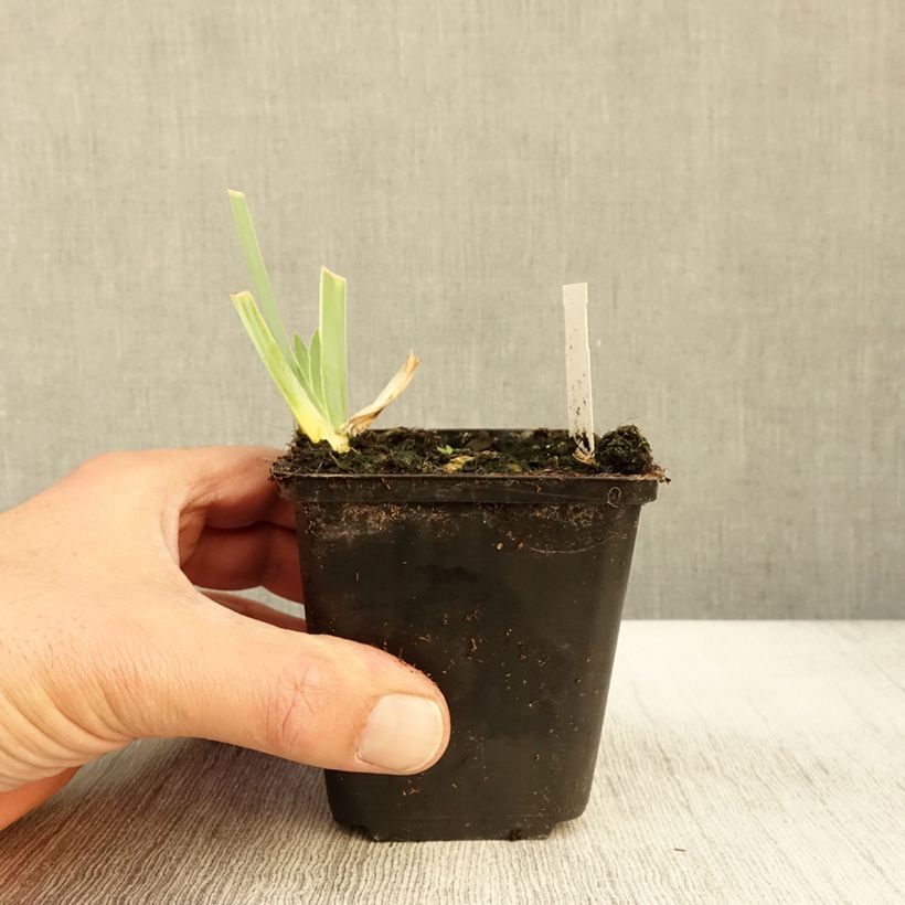 Exemplar von Iris germanica Young Blood - Iris des Jardins Godet de 8/9 cm wie im Herbst geliefert