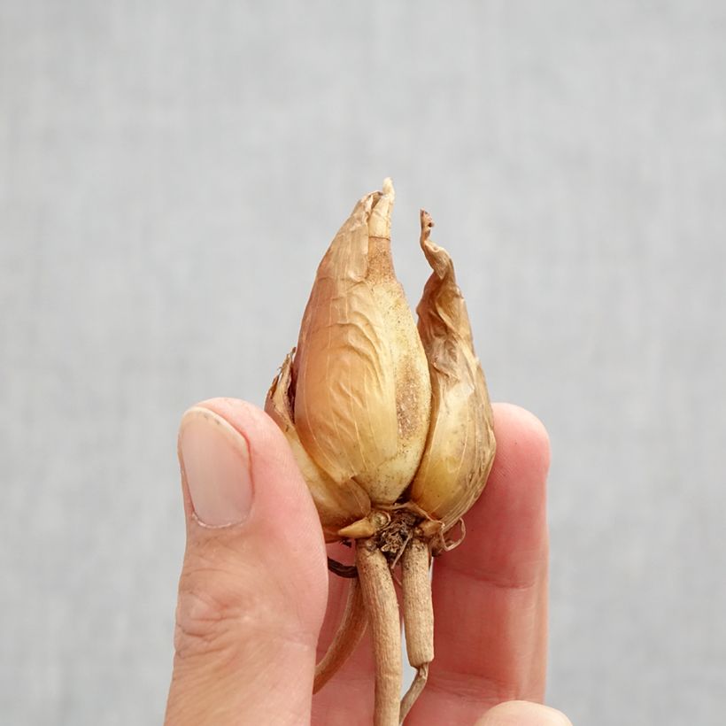 Exemplar von Iris hoogiana - Schwertlilie Zwiebel Kaliber/Größe I wie im Herbst geliefert