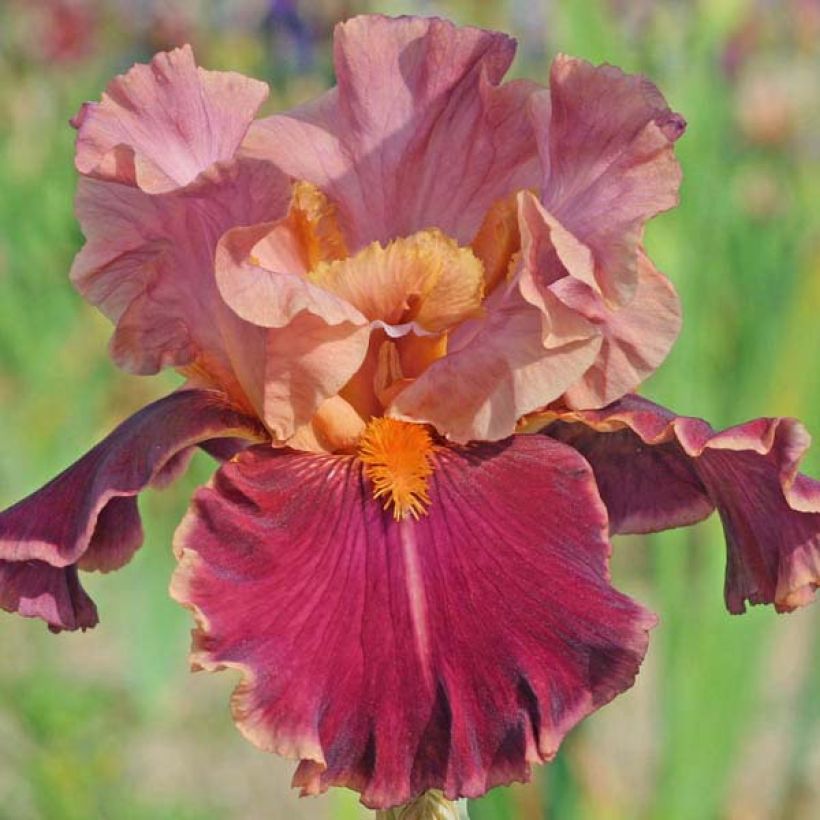 Iris Impressionist - Schwertlilie (Flowering)