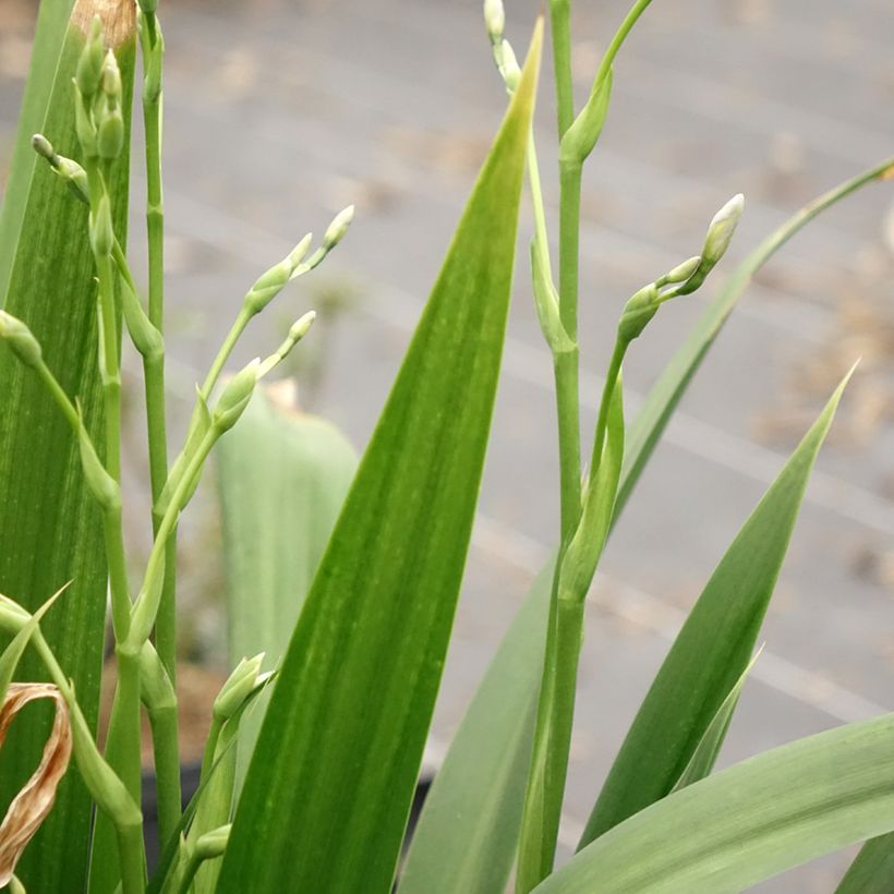 Iris japonica - Gefranste Schwertlilie (Laub)