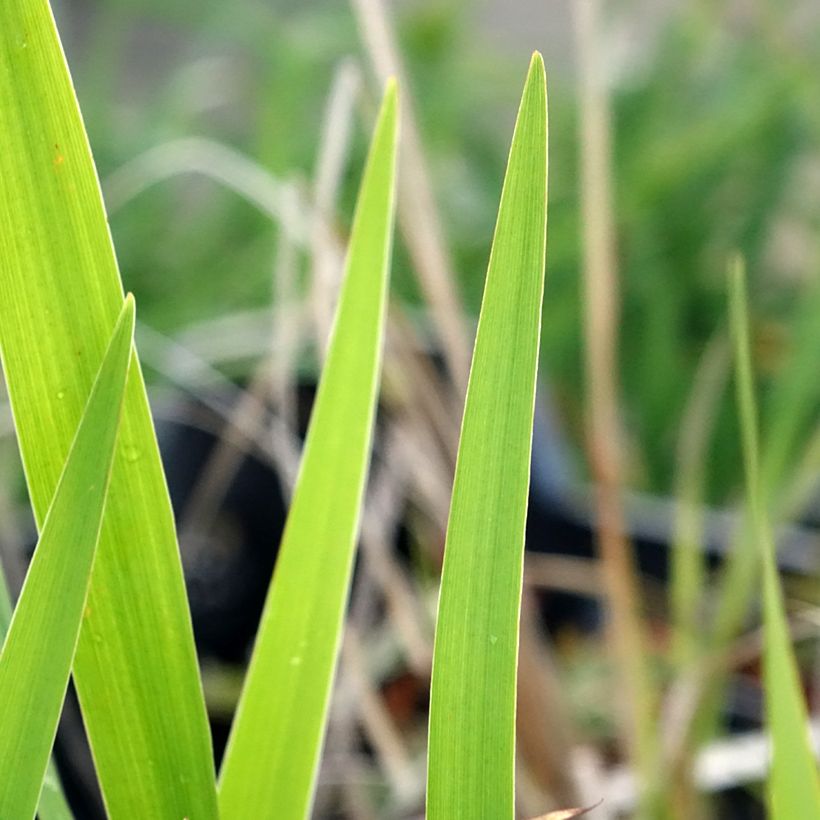 Iris laevigata - Asiatische Sumpf-Schwertlilie (Foliage)