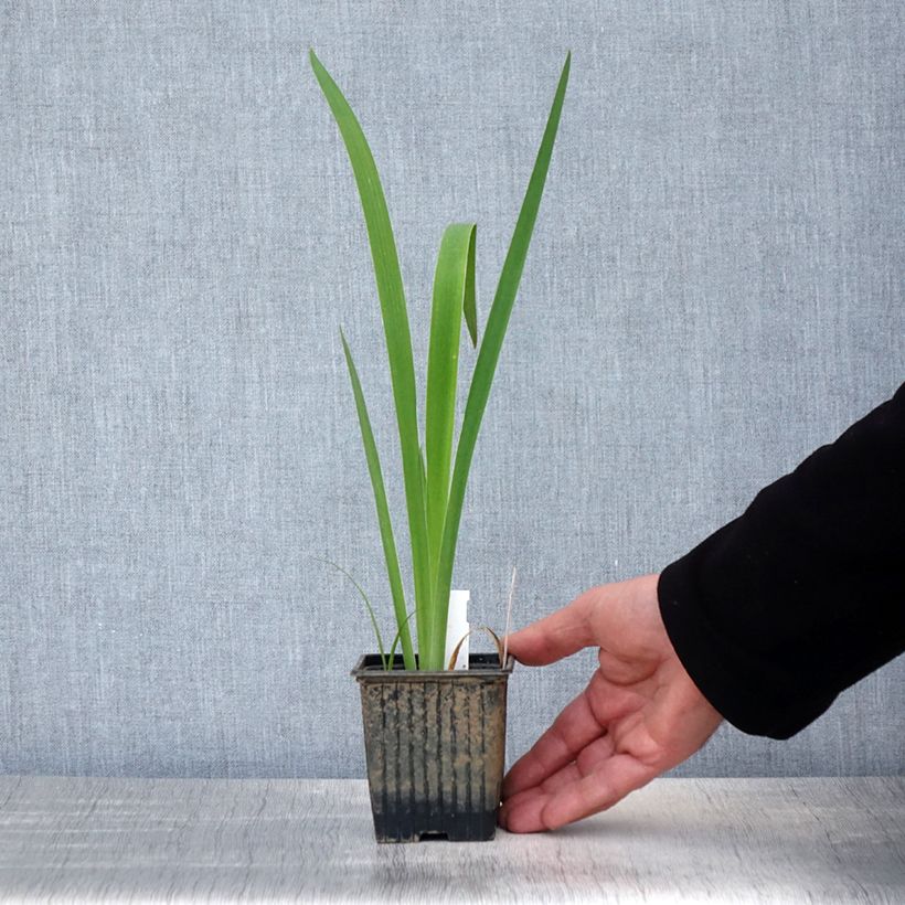 Exemplar von Iris laevigata Latour Marliac - Asiatische Sumpf-Schwertlilie Kleine Töpfe von 8/9 cm wie im Frühjahr geliefert