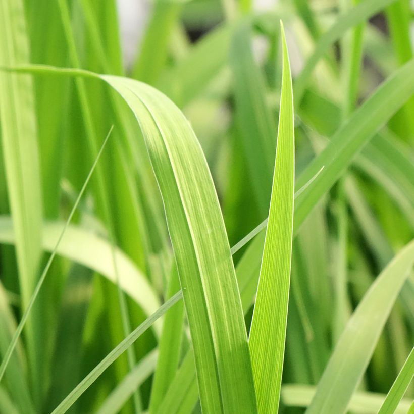 Iris laevigata Rose Queen - Asiatische Sumpf-Schwertlilie (Laub)