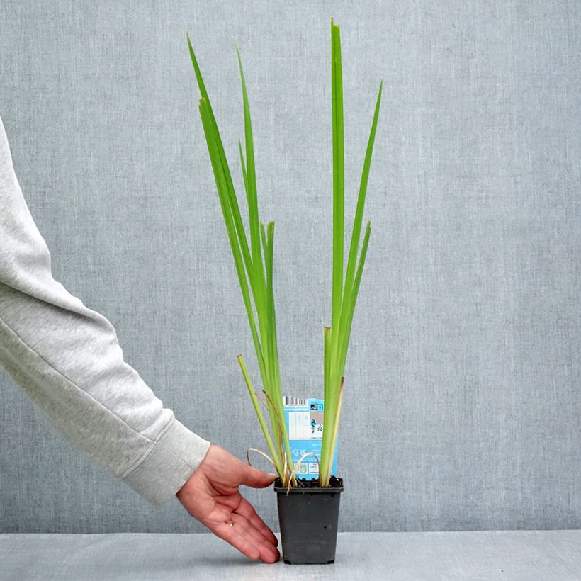 Exemplar von Iris laevigata Rose Queen - Asiatische Sumpf-Schwertlilie Kleine Töpfe von 8/9 cm wie im Sommer geliefert