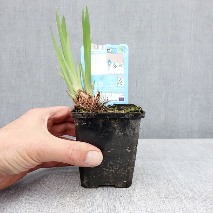 Exemplar von Iris laevigata Snowdrift - Asiatische Sumpf-Schwertlilie Kleine Töpfe von 8/9 cm wie im Frühjahr geliefert