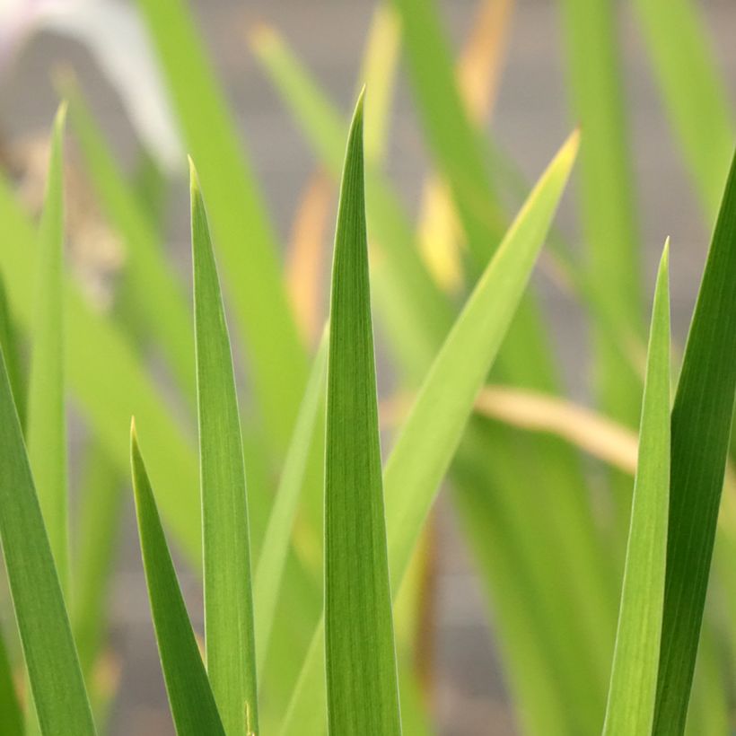 Iris laevigata Snowdrift - Asiatische Sumpf-Schwertlilie (Laub)