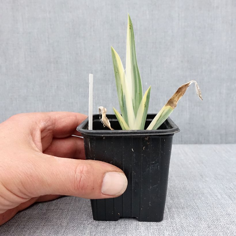Exemplar von Iris pallida Argentea Variegata - Iris pâle  Kleine Töpfe von 8/9 cm wie im Frühjahr geliefert