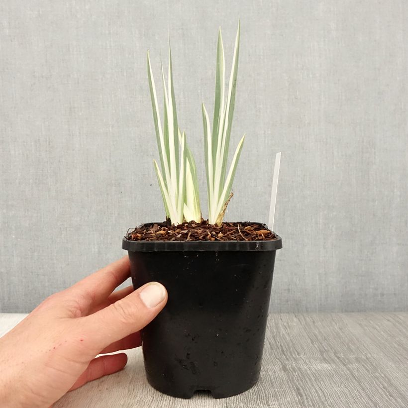 Example of Iris pallida Variegata - Bleiche Schwertlilie Topf mit 1,5L/2L as you get in printemps