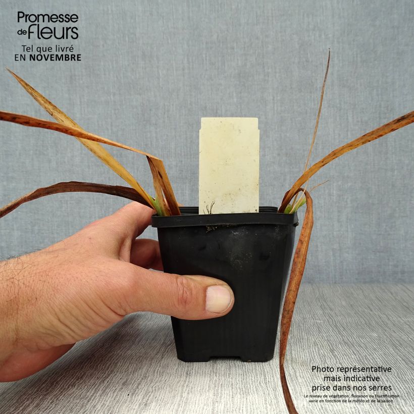 Exemplar von Iris pseudacorus Plena - Iris des marais Godet de 8/9 cm wie im Herbst geliefert