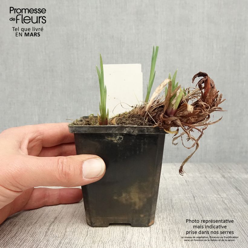 Exemplar von Iris pseudacorus var. bastardii - Gelbe Sumpf-Schwertlilie Kleine Töpfe von 8/9 cm wie im Frühjahr geliefert